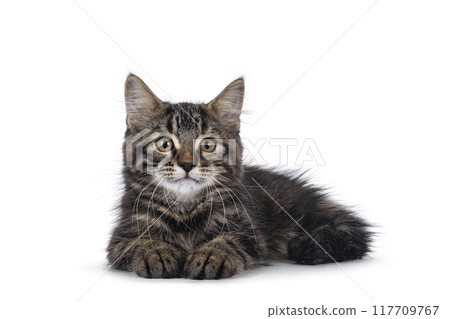 House cat kitten on white background 117709767