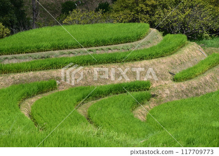 Rice terraces 117709773