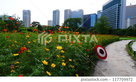 濱離宮恩賜庭園色彩繽紛的花朵 117709972