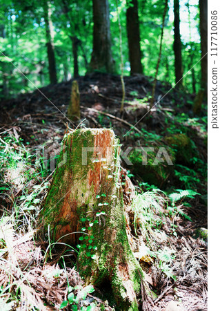 stump with moss stump with moss 117710086