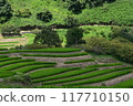 Rice terraces 117710150