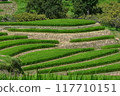 Rice terraces 117710151