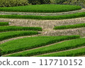 Rice terraces 117710152