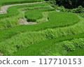 Rice terraces 117710153