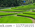 Rice terraces 117710155