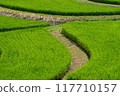 Rice terraces 117710157