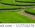 Rice terraces 117710278