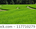Rice terraces 117710279