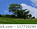 Rice terraces 117710280