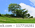 Rice terraces 117710281
