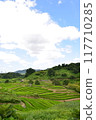 Rice terraces 117710285
