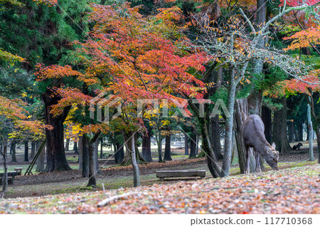 Autumn leaves and deer Autumn leaves and deer 117710368