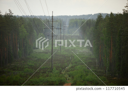 High-voltage power lines extending through dense forest on misty day creating atmospheric perspective with tall pine trees beneath overcast sky 117710545