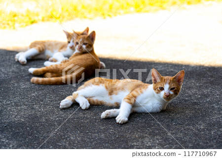 Carefree Kitten - Summer Day Carefree Kitten - Summer Day 117710967