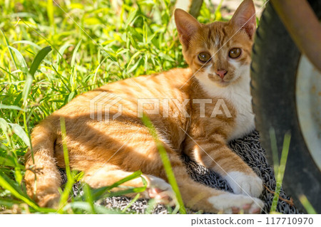 Carefree Kitten - Summer Day Carefree Kitten - Summer Day 117710970