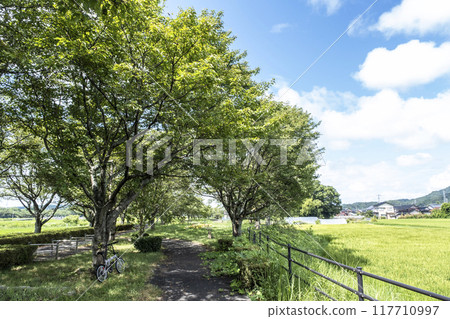 Bicycles under a tree - Former JNR Kurayoshi Line 117710997
