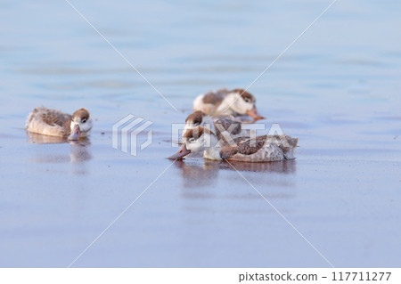 common shelduck (Tadorna tadorna) 117711277