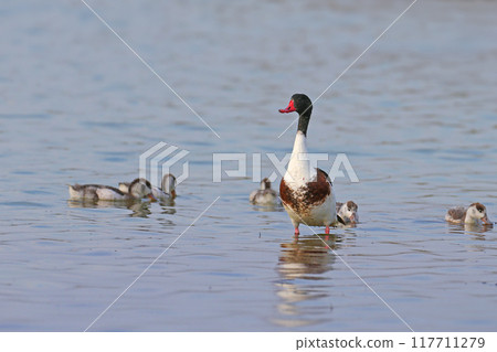 common shelduck (Tadorna tadorna) common shelduck (Tadorna tadorna) 117711279