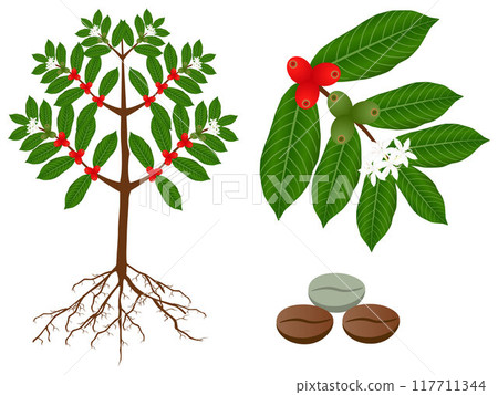 A parts of coffee plant on a white background. 117711344