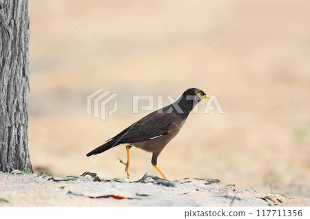common myna or Indian myna (Acridotheres tristis) common myna or Indian myna (Acridotheres tristis) 117711356