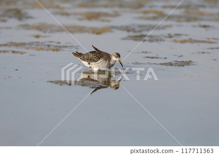 ruff (Calidris pugnax) ruff (Calidris pugnax) 117711363