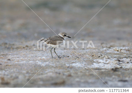 Kentish plover (Anarhynchus alexandrinus) 117711364