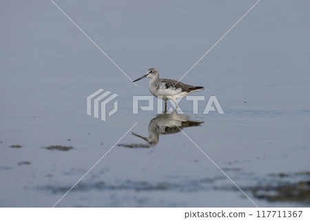 common greenshank (Tringa nebularia) 117711367