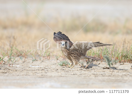 Extraordinary common kestrel (Falco tinnunculus) 117711370