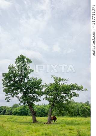 Wooden horse standing on a meadow 117711375