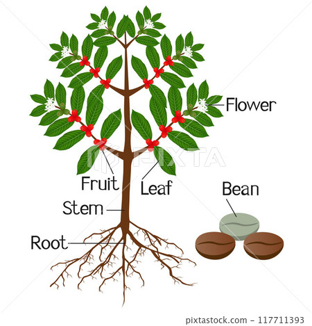 The illustration shows part of the coffee plants. The illustration shows part of the coffee plants. 117711393