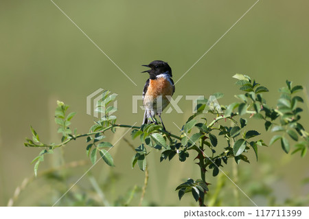 Various photos of male European stonechat (Saxicola rubicola) 117711399