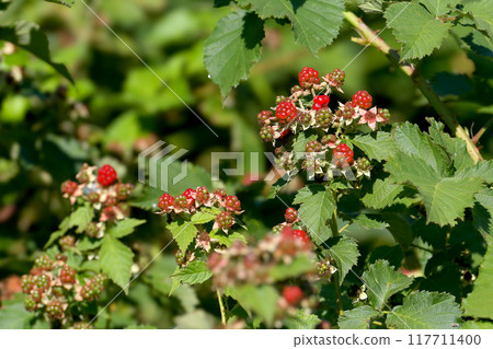 Rubus allegheniensis 117711400