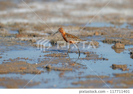 curlew sandpiper (Calidris ferruginea) 117711401