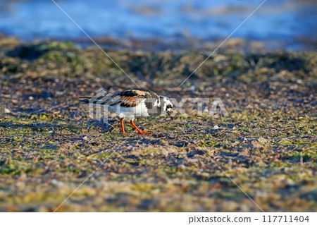 The ruddy turnstone (Arenaria interpres) The ruddy turnstone (Arenaria interpres) 117711404