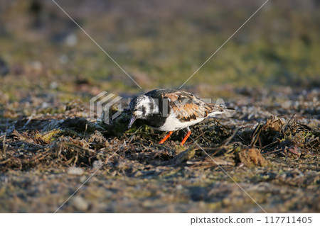 The ruddy turnstone (Arenaria interpres) The ruddy turnstone (Arenaria interpres) 117711405