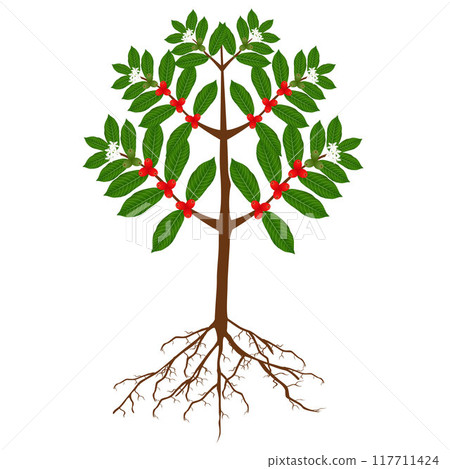 Coffee tree with roots, berries and flowers on a white background. Coffee tree with roots, berries and flowers on a white background. 117711424