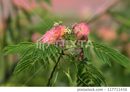 Albizia julibrissin, the Persian silk tree 117711438