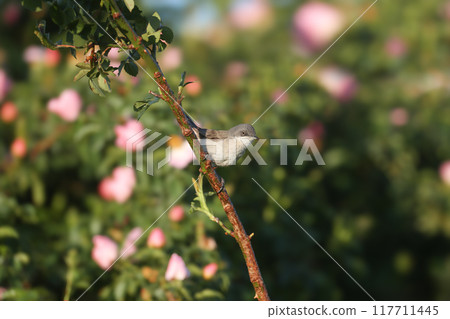 lesser whitethroat (Curruca curruca lesser whitethroat (Curruca curruca 117711445