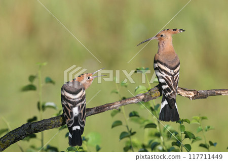 The Eurasian hoopoe (Upupa epops) The Eurasian hoopoe (Upupa epops) 117711449