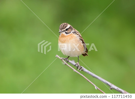 The whinchat (Saxicola rubetra) 117711450