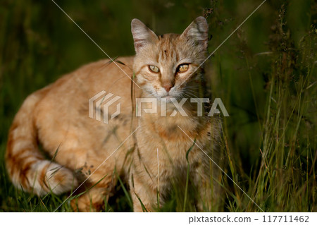Steppe Hunter Steppe Hunter 117711462