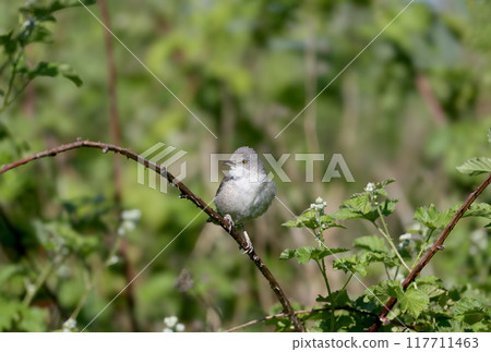 Various barred warbler (Curruca nisoria) 117711463