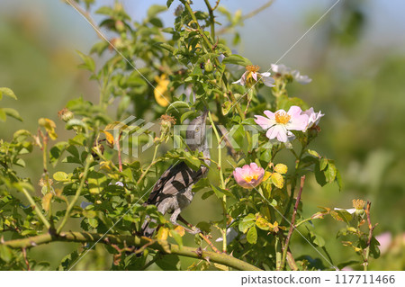 Various barred warbler (Curruca nisoria) 117711466