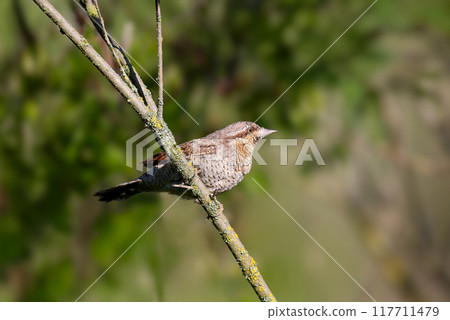 Gorgeous Eurasian wryneck Gorgeous Eurasian wryneck 117711479