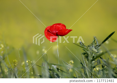 Lonely poppy 117711481