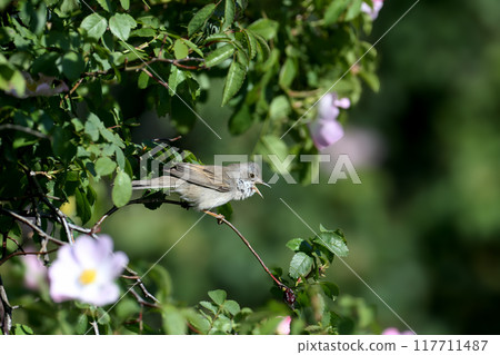 The common whitethroat or greater whitethroat (Curruca communis) 117711487