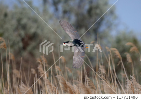 Close-up of an adult night heron in breeding plumage in flight Close-up of an adult night heron in breeding plumage in flight 117711490