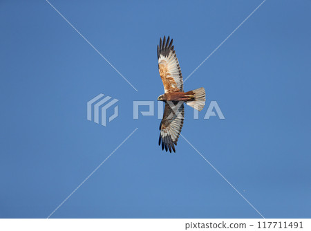 Marsh harrier Marsh harrier 117711491