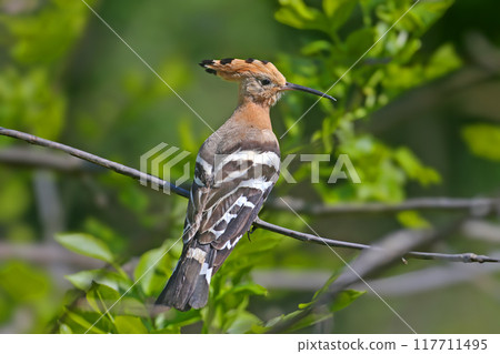 Lonely hoopoe Lonely hoopoe 117711495