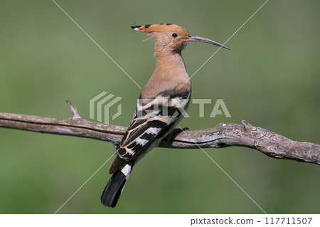 Unusual photos of hoopoes 117711507